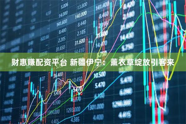 财惠赚配资平台 新疆伊宁：薰衣草绽放引客来